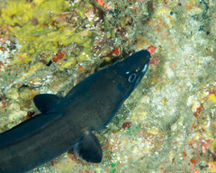 Conger marginatus