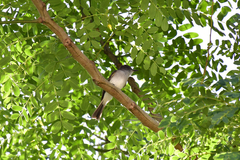 Myiarchus antillarum