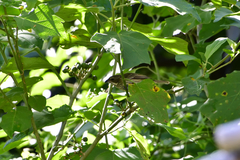 Spindalis portoricensis