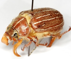 Polyphylla monahansensis