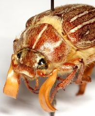 Polyphylla monahansensis