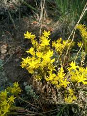 Sedum lanceolatum lanceolatum