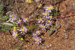 Brachyscome iberidifolia