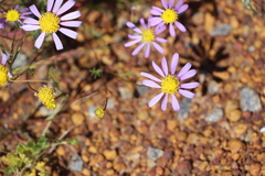 Brachyscome iberidifolia