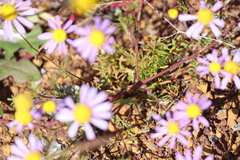 Brachyscome iberidifolia