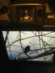 Sturnus vulgaris