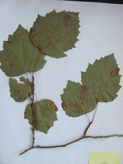 Crataegus coccinea