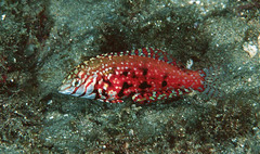 Jewelled Wrasse photo 2