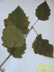 Crataegus coccinea