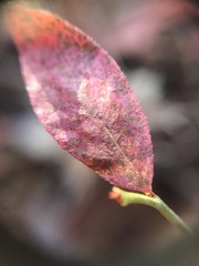 Vaccinium angustifolium image