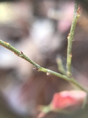 Vaccinium angustifolium image