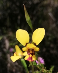 Diuris laxiflora