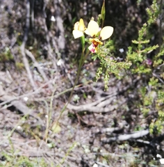 Diuris laxiflora