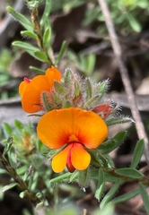 Pultenaea canescens