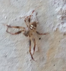 Araneus pegnia