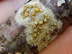 Lecanora symmicta