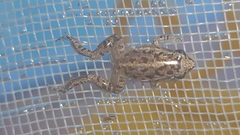 Adenomera hylaedactyla