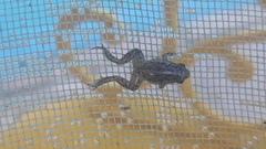 Adenomera hylaedactyla