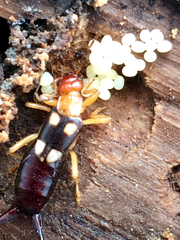 Forficula smyrnensis