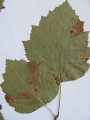 Crataegus coccinea