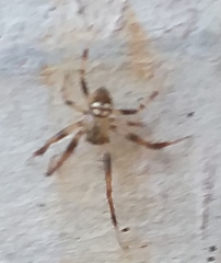 Araneus pegnia