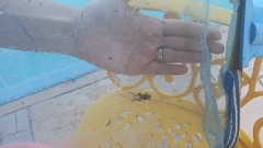 Adenomera hylaedactyla