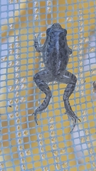 Adenomera hylaedactyla