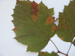 Crataegus coccinea