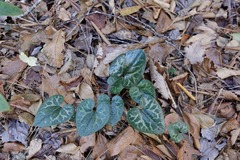 Hexastylis shuttleworthii