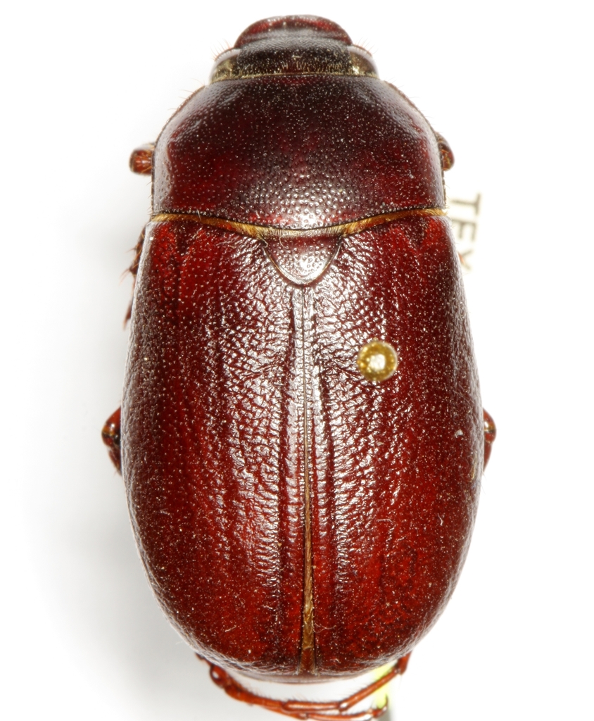 Phyllophaga pleroma