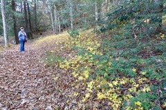 Xanthorhiza simplicissima