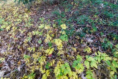 Xanthorhiza simplicissima