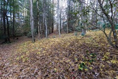 Xanthorhiza simplicissima