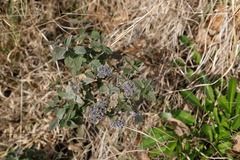 Pycnanthemum curvipes