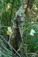 Gerrhonotus liocephalus