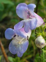 Penstemon glaber alpinus
