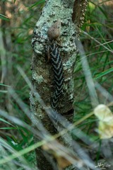 Gerrhonotus liocephalus