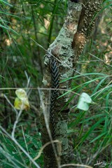 Gerrhonotus liocephalus