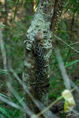 Gerrhonotus liocephalus