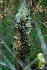 Gerrhonotus liocephalus