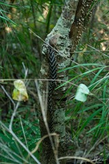 Gerrhonotus liocephalus