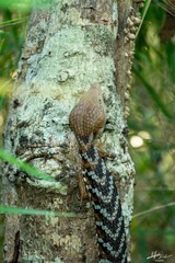 Gerrhonotus liocephalus
