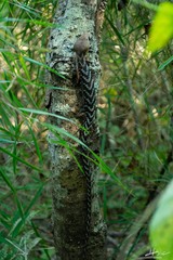 Gerrhonotus liocephalus