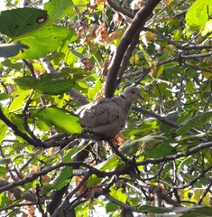 Streptopelia decaocto