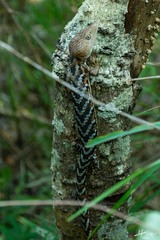 Gerrhonotus liocephalus