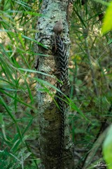 Gerrhonotus liocephalus