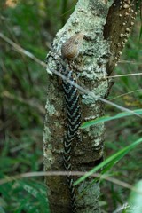 Gerrhonotus liocephalus