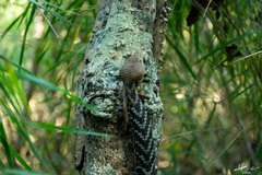 Gerrhonotus liocephalus