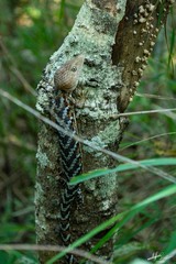 Gerrhonotus liocephalus