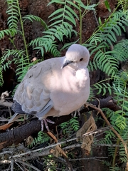 Streptopelia decaocto